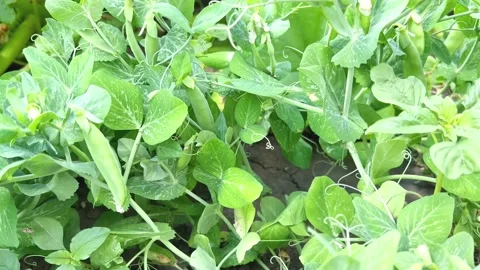 Green peas grow on the ground Stock Footage 201385364
