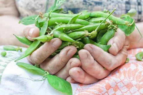 Green peas in hands Stock Photos