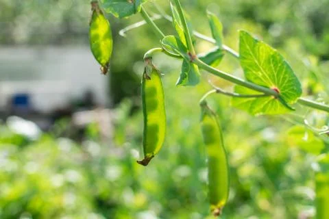 Green peas inside pods with sunlight through pod in summer Stock Photos