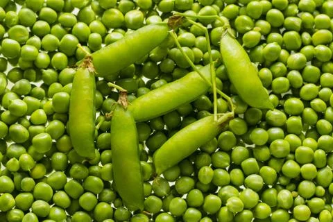 Green peas kernels Stock Photos