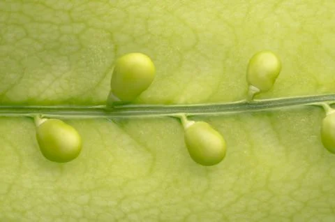 Green peas Stock Photos