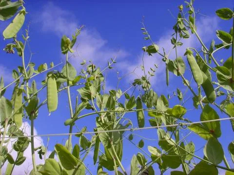 Green peas Stock Photos
