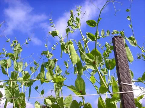 Green peas Stock Photos