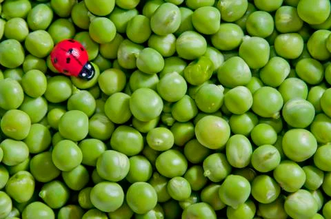 Green peas Foto stock