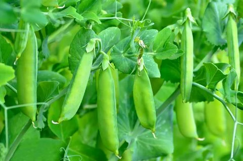 Green peas Foto stock