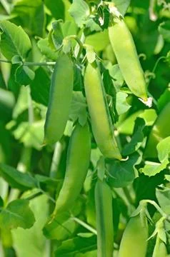 The green peas Stock Photos
