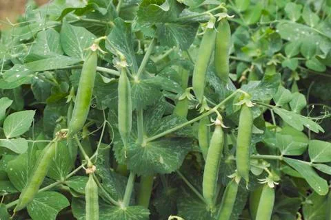 Green Peas Stock Photos