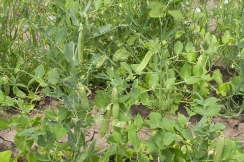 Green peas Stock Photos