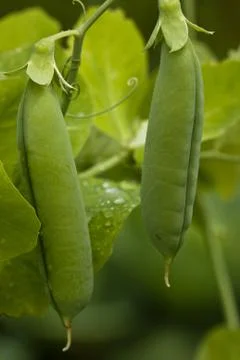 Green peas Foto stock