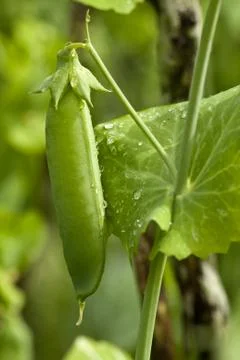 Green peas Stock Photos