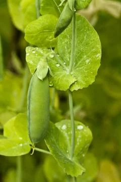 Green peas Stock Photos