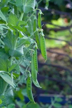 Green peas Foto stock