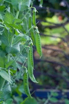 Green peas Foto stock