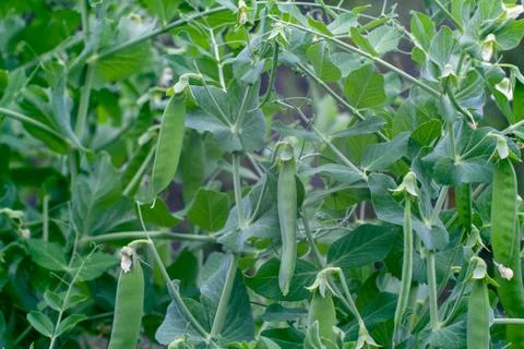 Green peas Stock Photos