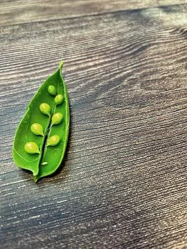 Green peas Stock Photos