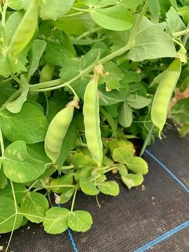 Green peas Stock Photos