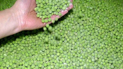 Green Peas, Slow Motion Stock Footage 76692791