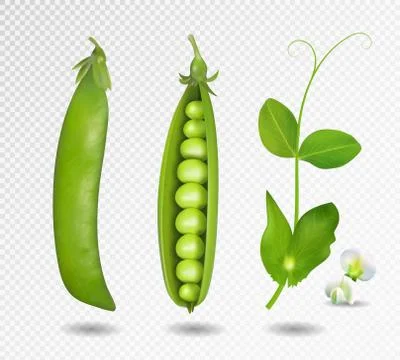 Green peas. Vector illustration. 3d vector green peas. Stock-Illustration
