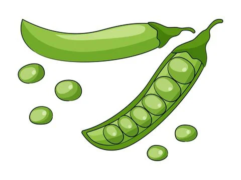 Green peas vector illustration isolated on white background. Stock Illustration