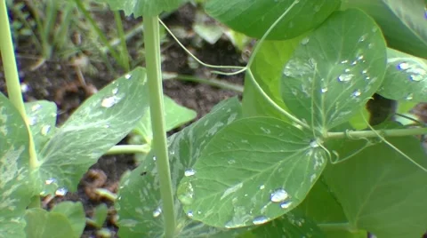 Green peas with water drops Stock Footage 49948947