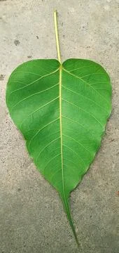 Green  Peepal Tree Leaf Isolated on Gray background Stock Photos