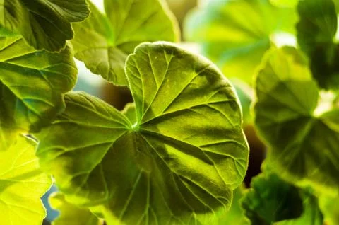 Green Pelargonium Geranium leaves, close up, macro Stock Photos