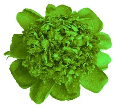 Green peony flower macro Illustrazione stock