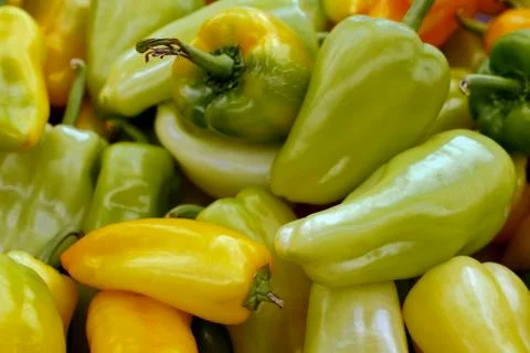 Green pepper backgrond. Stock Photos