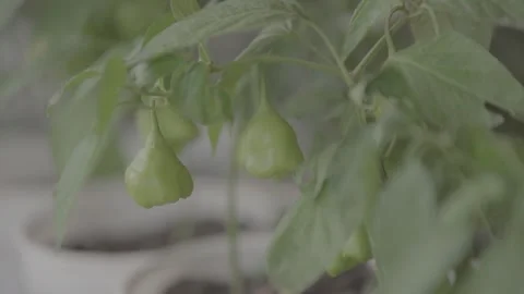 Green pepper bush 1 Stock-Footage 317892596
