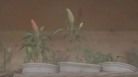Green pepper bush 3 Stock Footage 317892623
