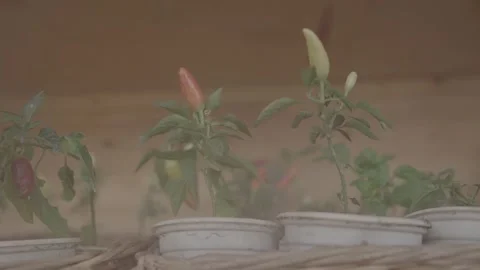 Green pepper bush 5 Stock-Footage 317892613