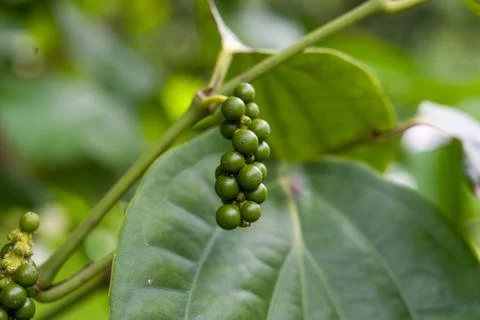 Green pepper clusters hang from leafy vine Stock Photos