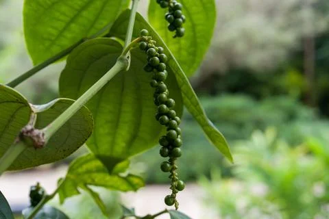 Green pepper clusters hang from leafy plant stems Stock Photos