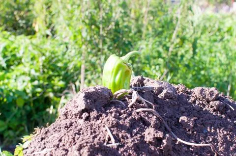 Green pepper on a Compost Heap. Close up macro. Stock Photos