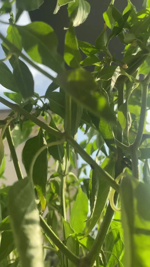 Green pepper with details Stock Footage 314273262