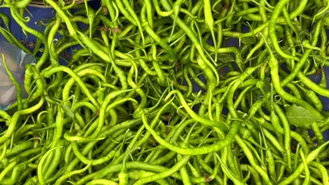 Green pepper Stock Footage 240425296