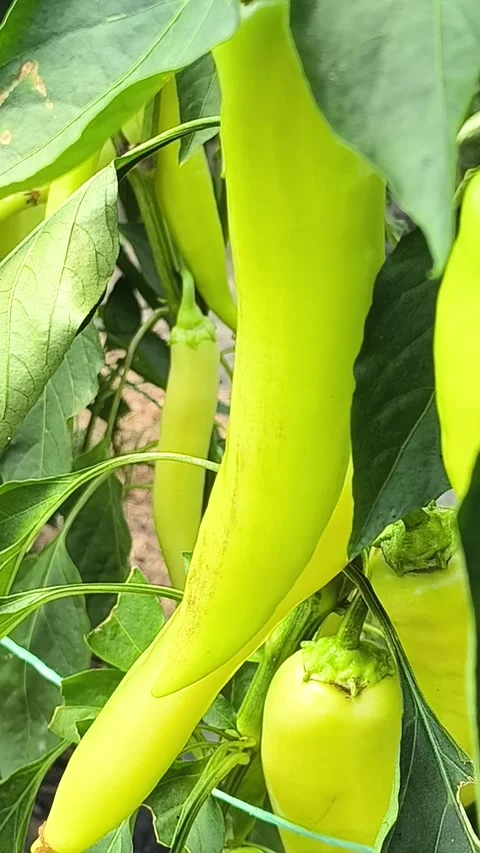 Green pepper Stock Footage 339888249