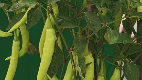Green pepper in the garden. Capsicum annuum. Stock Footage 304942004