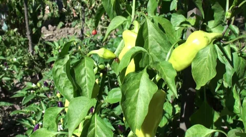 Green Pepper in the Garden Stock Footage 29234068