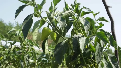 Green pepper in the garden 库存影片 79756575