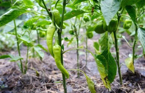 Green pepper in the garden. Stock Photos