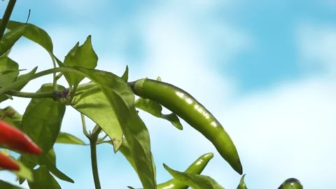 Green pepper in the greenhouse Stock Footage 207662076