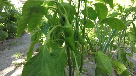 Green pepper growing on the branch. Vegetables grown on the farm. Stock Footage 219967840
