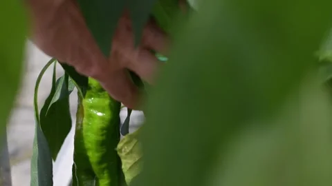 Green pepper growing in greenhouse surrounded by leaves, with blurred background Stock Footage 283917128