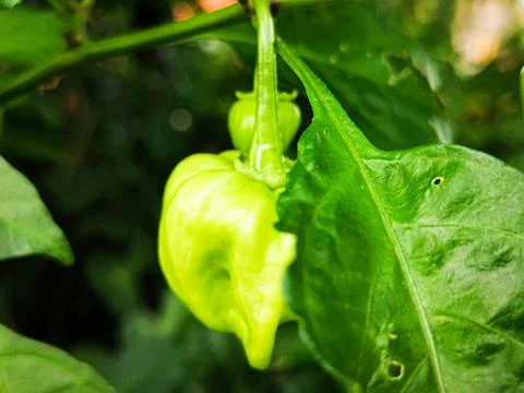 A green pepper is growing on a leaf Stock Photos
