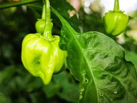 A green pepper is growing on a leaf Stock Photos