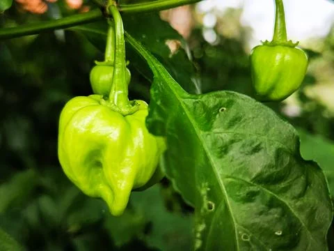 A green pepper is growing on a leaf Stock Photos