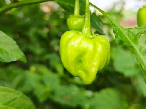 A green pepper is growing on a leaf Stock Photos