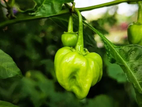 A green pepper is growing on a leaf Stock Photos