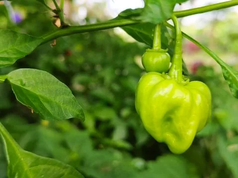 A green pepper is growing on a leaf Stock Photos